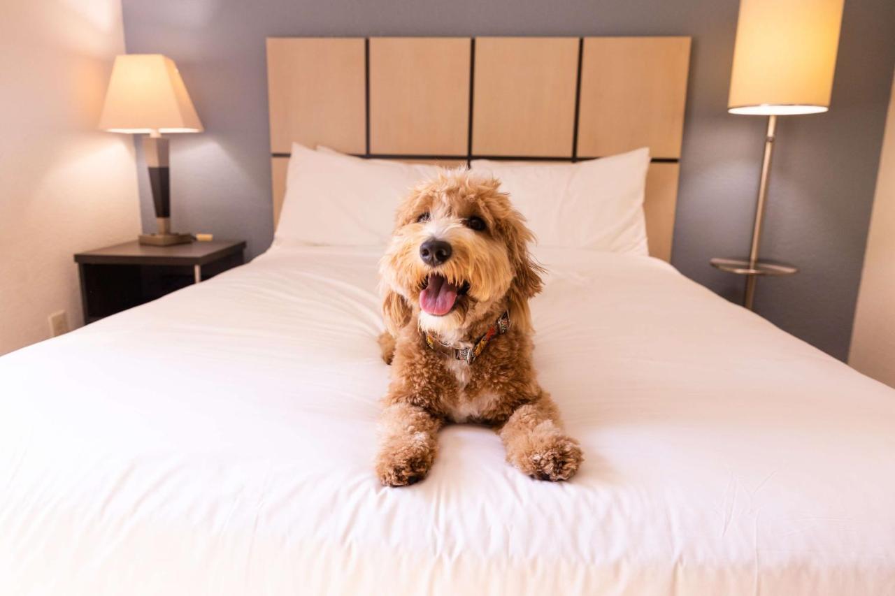 Sonesta Simply Suites Plano Frisco Bagian luar foto